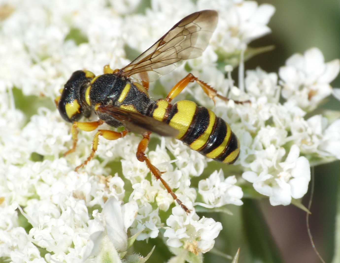 Altro Cerceris sp.
